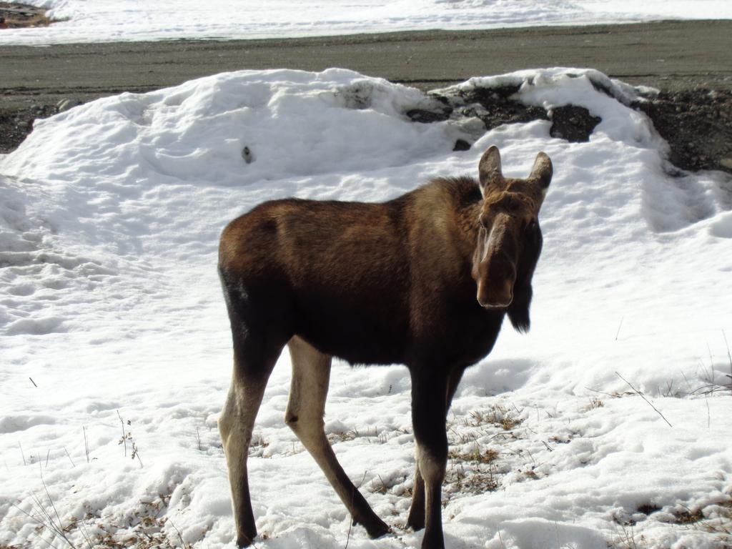 Antler'S Rest Bed And Breakfast Glennallen Luaran gambar